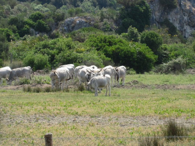 Maremma-Rinder