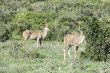 Kudus