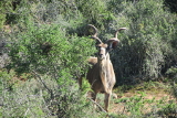 Kudu