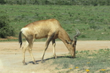 Antilope