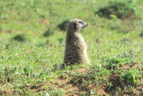 Meerkat