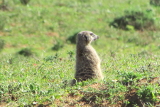 Meerkat