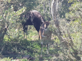 Bushbok