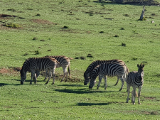 Zebras