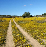 Stadt-Wappen Spandau